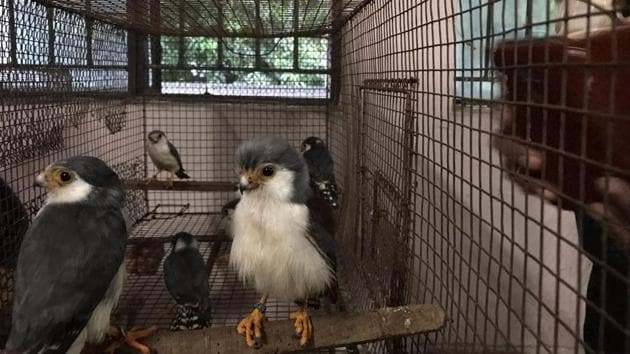 The Pygmy Falcons which have origin in Africa were the most exotic birds in the catch.(HT Photo)