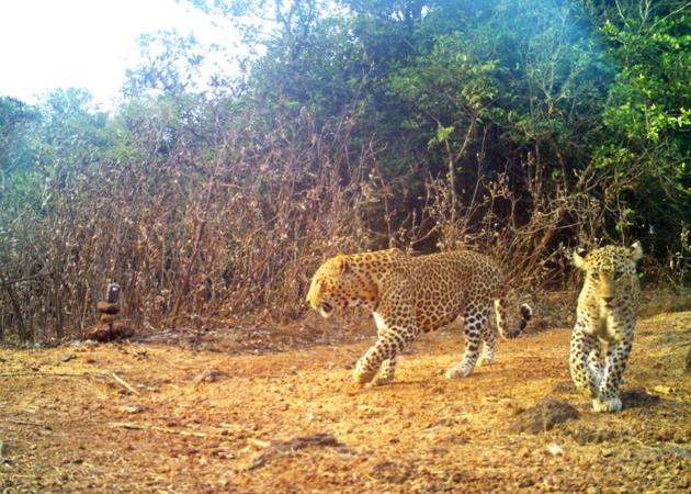 Leopards are protected under Schedule 1 of the Wildlife Protection Act, 1972.(HT File Photo) Leopards are protected under Schedule 1 of the Wildlife Protection Act, 1972.(HT File Photo)