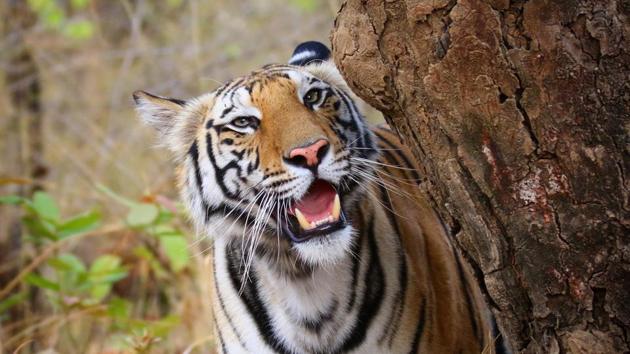 According to wildlife photographers, Sundri would even climb small trees.(Ravi Pathak/HT Photo)