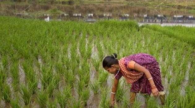 MSPs for kharif season are usually announced within the first two weeks of June. Analysts say lack of timely knowledge of support prices could hamper crop choices of farmers, leading to potential losses in income.(AP/Picture for representation)