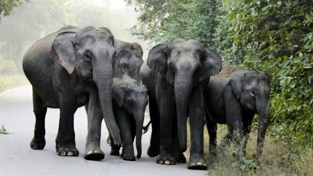 On February 8, 2018, an elephant killed a youth from Dehradun, who had gone inside the jungle in Thano range for a picnic with his friends.(HT File Photo/Representative image)