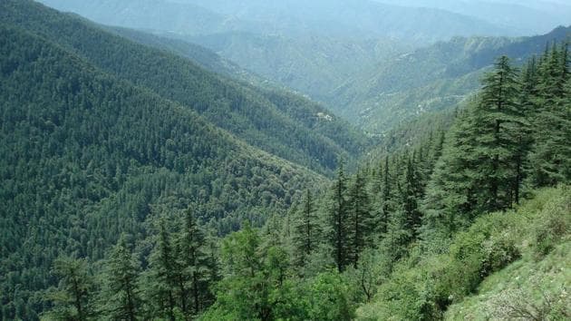 The draft calls for public-private partnerships to undertake afforestation in degraded forest areas, and even in open forests, where the tree canopy density is between 10% and 40%.(HT File Photo)
