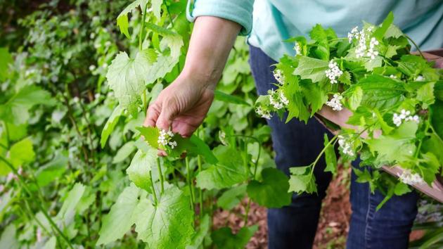 A user can book a plant/plants from a nearby government nursery and press select following which the forest guard of the nursery concerned gets an alert on his mobile. (Representative Image) A user can book a plant/plants from a nearby government nursery and press select following which the forest guard of the nursery concerned gets an alert on his mobile. (Representative Image)
