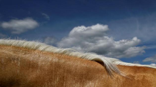 A palomino horse’s mane is seen against the sky at Spancil Hill horse fair in Spancil Hill, Ireland. (Clodagh Kilcoyne / REUTERS) 
