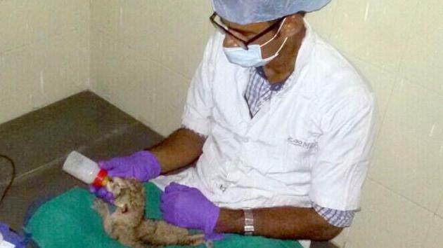 The newborn being fed by vet at Machia biological park in Jodhpur.(HT)