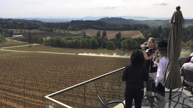 Willamette Valley Vineyards, just south of Salem, Oregon, is already preparing for the future. They began growing grapes in the cooler Eola-Amity Hills, northwest of Salem, in 2007. Grafting different root stocks onto vines has produced Pinot Noir and Chardonnay clones that perform better in longer, hotter growing seasons and that go deeper into the soil, making them more drought resistant. (Andrew Selsky / AP) Willamette Valley Vineyards, just south of Salem, Oregon, is already preparing for the future. They began growing grapes in the cooler Eola-Amity Hills, northwest of Salem, in 2007. Grafting different root stocks onto vines has produced Pinot Noir and Chardonnay clones that perform better in longer, hotter growing seasons and that go deeper into the soil, making them more drought resistant. (Andrew Selsky / AP)