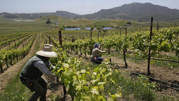 Workers trim leaves on Pinot Noir vines in the Azaya vineyard of the McEvoy Ranch in Petaluma. Winemakers are shifting to cooler zones like Petaluma or the Van Doozer Corridor, planting varieties that do better in the heat, and shading their grapes with more leaf canopy. And American Viticulture Area designations allow them to emphasize the unique characteristics of their wine, determined by climate, geography, soil and other factors. (Eric Risberg / AP) Workers trim leaves on Pinot Noir vines in the Azaya vineyard of the McEvoy Ranch in Petaluma. Winemakers are shifting to cooler zones like Petaluma or the Van Doozer Corridor, planting varieties that do better in the heat, and shading their grapes with more leaf canopy. And American Viticulture Area designations allow them to emphasize the unique characteristics of their wine, determined by climate, geography, soil and other factors. (Eric Risberg / AP)
