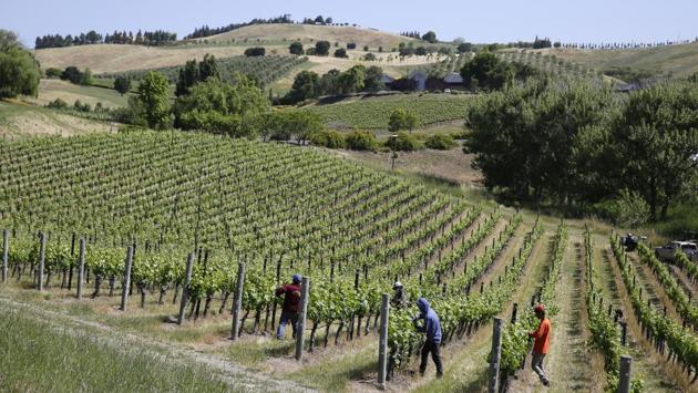 Grapevines can tolerate heat and drought, and dry farming is traditionally practiced in parts of Europe. But the past four years have been the planet’s hottest on record, and more warming is expected. Even minor weather variations that occur vintage to vintage can change the grapes’ sugar, acid and tannin content, affecting the wine. (Eric Risberg / AP) Grapevines can tolerate heat and drought, and dry farming is traditionally practiced in parts of Europe. But the past four years have been the planet’s hottest on record, and more warming is expected. Even minor weather variations that occur vintage to vintage can change the grapes’ sugar, acid and tannin content, affecting the wine. (Eric Risberg / AP)