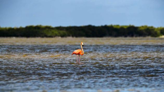 A Pink flamingo (Phoenicopterus ruber) is pictured at the Rio Lagartos Biosphere Reserve, in Yucatan, Mexico. At least 21,960 nests were recorded in this nesting season, a historical figure according to Mexican authorities. (Ronaldo Schemidt / AFP) 