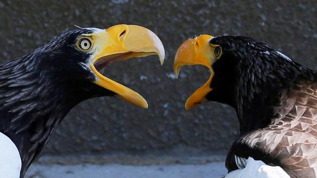 Steller's sea eagles are seen inside an open air cage at the Royev Ruchey Zoo in Krasnoyarsk, Russia. (Ilya Naymushin / REUTERS) 