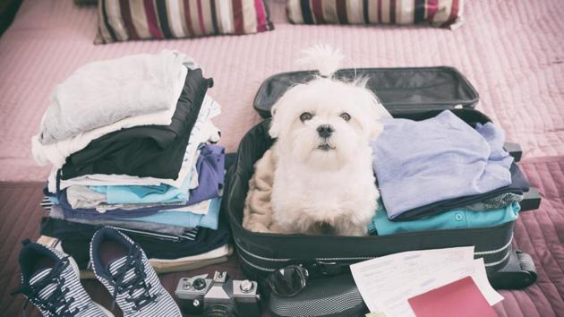 You should carry their basic kit like bowls, plastic bags, medication. (Shutterstock) You should carry their basic kit like bowls, plastic bags, medication. (Shutterstock)