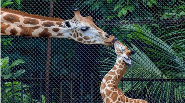 A female Giraffe licks its calf at their enclosure at Alipore Zoological Garden in Kolkata on June 29, 2018. (Swapan Mahapatra / PTI) A female Giraffe licks its calf at their enclosure at Alipore Zoological Garden in Kolkata on June 29, 2018. (Swapan Mahapatra / PTI)