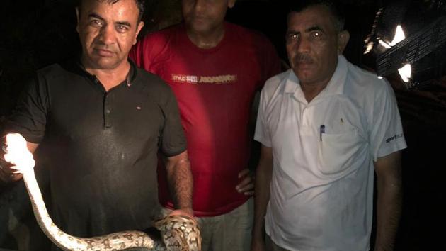 An eight-year-old five-feet-long male Indian Rock Python rescued by wildlife activists at Kadarpur CRPF camp.(HT Photo)