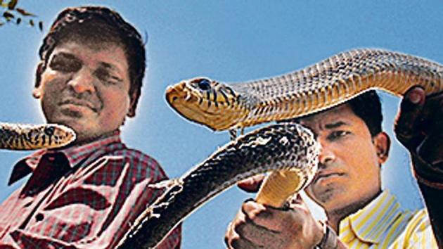 The snake catchers are to be hired as snakes were found at the Raj Bhavan and Ravi Bhavan Circuit House. (HT Photo) The snake catchers are to be hired as snakes were found at the Raj Bhavan and Ravi Bhavan Circuit House. (HT Photo)