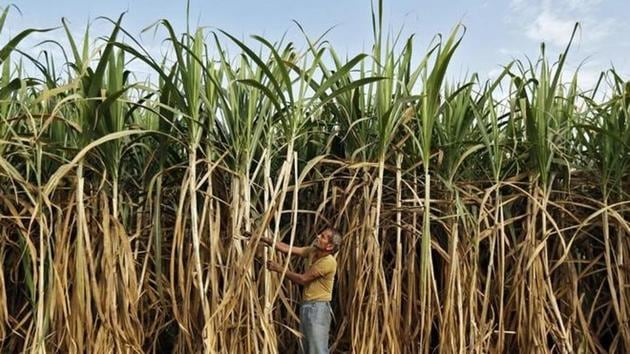 A farmer works in his sugarcane field on the outskirts of Ahmedabad, Gujarat.(Reuters File)