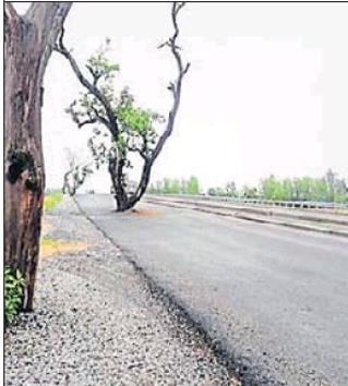 The mango tree in the middle of Sitapur-Bareilly National Highway.(HT Photo) The mango tree in the middle of Sitapur-Bareilly National Highway.(HT Photo)