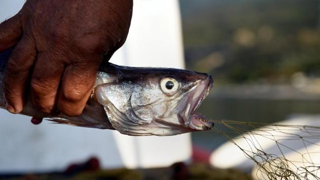 Europe’s environment agency says those stocks have reached a critical level in the Mediterranean, with serious implications for the people living on its shores who have found their food there for centuries. Pagonis said the catch has fallen by 50% in recent years, a repercussion he believes of over-fishing, lack of regulation and pollution. That, together with higher running costs for his boat, forced his hand. (Alexandros Avramidis / REUTERS)