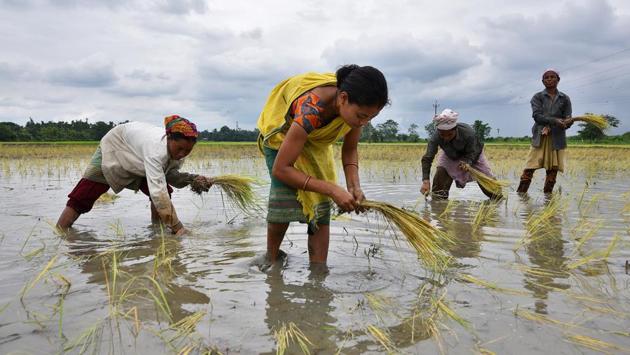 The government on Wednesday hiked the minimum support price (MSP) for paddy by Rs 200 per quintal, looking to fulfil its election promise to give farmers 50% more rate than their cost of production. The decision, taken by the union cabinet headed by Prime Minister Narendra Modi comes less than a year before next general election. (Anuwar Hazarika / REUTERS) The government on Wednesday hiked the minimum support price (MSP) for paddy by Rs 200 per quintal, looking to fulfil its election promise to give farmers 50% more rate than their cost of production. The decision, taken by the union cabinet headed by Prime Minister Narendra Modi comes less than a year before next general election. (Anuwar Hazarika / REUTERS)