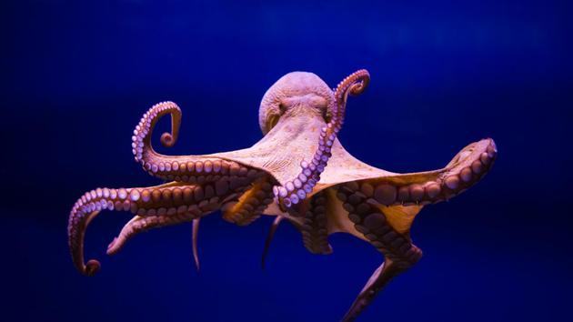 Rabio the octopus successfully chose the winners of Japan’s matches during three experiments carried out in a paddling pool on June 19, the day of Japan’s first game against Colombia in the ongoing FIFA World Cup. (Getty Images/iStockphoto/Representative image) Rabio the octopus successfully chose the winners of Japan’s matches during three experiments carried out in a paddling pool on June 19, the day of Japan’s first game against Colombia in the ongoing FIFA World Cup. (Getty Images/iStockphoto/Representative image)
