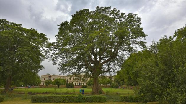The sprawling and Semal tree on the front lawn of Teen Murti Bhavan, former residence of Pandit Jawaharlal Nehru finds favour with everyone who visits the museum and library even today. When in full bloom, bright red flowers occupy it, making it, arguably, Delhi's most beautiful springtime offering. (Raj K Raj / HT Photo) The sprawling and Semal tree on the front lawn of Teen Murti Bhavan, former residence of Pandit Jawaharlal Nehru finds favour with everyone who visits the museum and library even today. When in full bloom, bright red flowers occupy it, making it, arguably, Delhi's most beautiful springtime offering. (Raj K Raj / HT Photo)