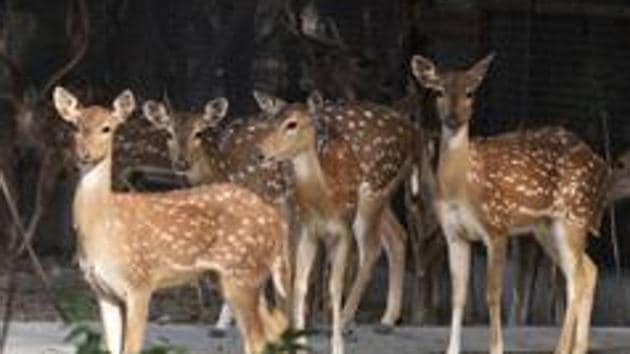 File photo of a group of spotted deer at Delhi Zoo. The zoo’s animal exchange programme will help clear its excess stock of deer and antelopes. C(Ravi Choudhary/HT File)