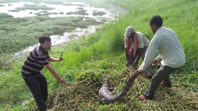 Crocodiles have become a menace in Khatima, Nanakmatta and Sitarganj area of Udham Singh Nagar district for the past few years.(HT Photo)