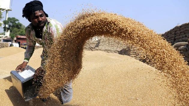 The latest wheat production data shows that wheat production in the state stands at 357.19 lakh MT(HT Photo) The latest wheat production data shows that wheat production in the state stands at 357.19 lakh MT(HT Photo)