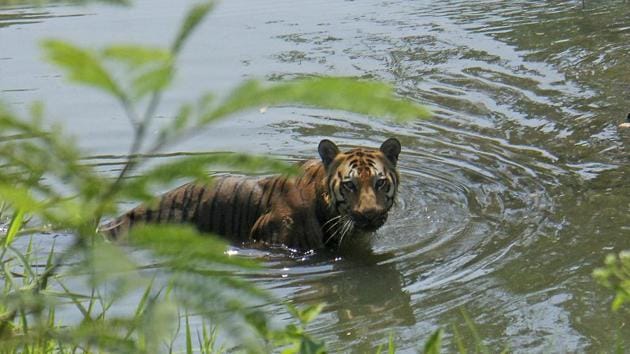 Despite the harassment, the tiger managed to swim across without injury. (Photo by Pramod Thakur/ Hindustan Times) (Pramod Thakur/ HT Pic for representational purposes only) Despite the harassment, the tiger managed to swim across without injury. (Photo by Pramod Thakur/ Hindustan Times) (Pramod Thakur/ HT Pic for representational purposes only)