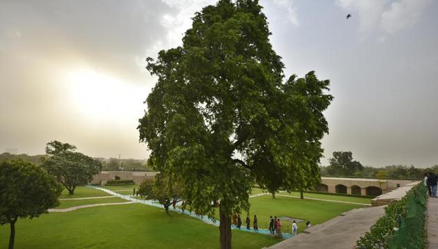 The Ashoka tree at Rajghat.(Raj K Raj/HT PHOTO)