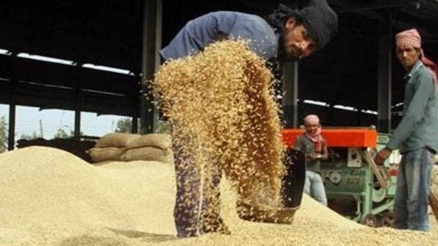 The paddy MSP increase, no matter how high, cannot compensate farmers for the loss of groundwater. (HT File) The paddy MSP increase, no matter how high, cannot compensate farmers for the loss of groundwater. (HT File)