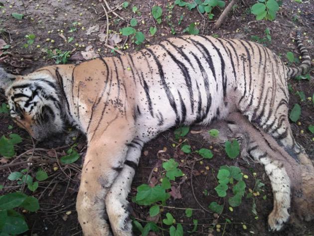 A two-year-old tigress was found dead in Radrapur forest area on Thursday evening.(Photo courtesy: Forest department)