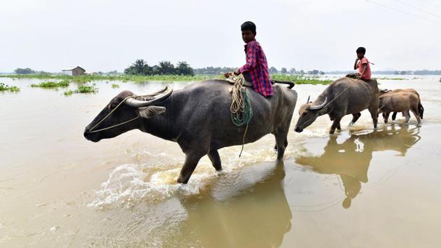 Boys drive their buffalos across a flooded area to a drier spot in Ashigarh village, Assam on Friday. As per a report by Assam State Disaster Management Authority the total number of flood-affected districts in the state has risen to seven with over 50,000 people affected across Dhemaji, Lakhimpur, Barpeta, Chirang, Kokrajhar, Majuli and Dibrugarh. (Biju Boro / AFP) Boys drive their buffalos across a flooded area to a drier spot in Ashigarh village, Assam on Friday. As per a report by Assam State Disaster Management Authority the total number of flood-affected districts in the state has risen to seven with over 50,000 people affected across Dhemaji, Lakhimpur, Barpeta, Chirang, Kokrajhar, Majuli and Dibrugarh. (Biju Boro / AFP)