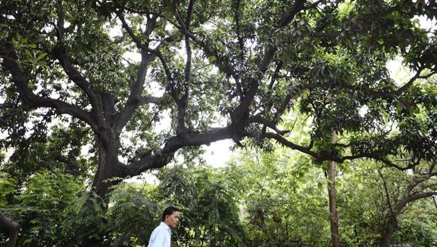 There was uproar over felling of 16,000 trees for redevelopment projects in Delhi.(Burhaan Kinu/HT File Photo) There was uproar over felling of 16,000 trees for redevelopment projects in Delhi.(Burhaan Kinu/HT File Photo)