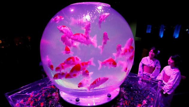 Women wearing traditional costumes look at installations with goldfish in illuminated tanks at Art Aquarium 2018, produced by Japanese Art Aquarium artist Hidetomo Kimura, in Tokyo, Japan. (Kim Kyung-Hoon / REUTERS)