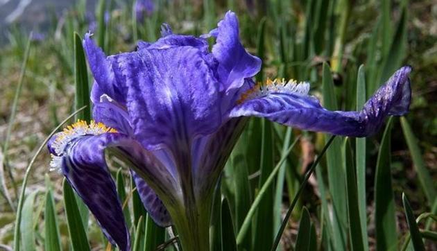 Kumaon Iris in the Byans valley. (Thimmarayaswamy Krishnappa) Kumaon Iris in the Byans valley. (Thimmarayaswamy Krishnappa)