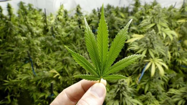 Weed smokers, marijuana is not effective in reducing chronic pain | Health  - Hindustan Times