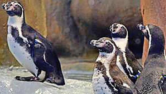 Humboldt penguins in their 1,500-square-foot enclosure in Byculla zoo.(HT File Photo)