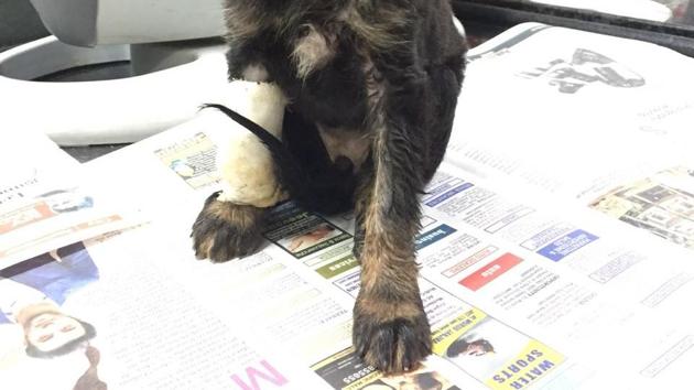 the puppy’s jaw was broken as a result of the attack and the animal had to be taken to the Rescue Charitable Trust’s animal hospital in Bhugaon for treatment.(HT Photo) the puppy’s jaw was broken as a result of the attack and the animal had to be taken to the Rescue Charitable Trust’s animal hospital in Bhugaon for treatment.(HT Photo)
