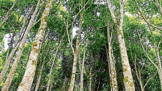 The agarwood tree (Aquilaria malaccensis), whose resin extract is widely used in perfumes and incense, is one step away from being declared extinct in the wild by the International Union for Conservation of Nature (IUCN).(Getty Images)