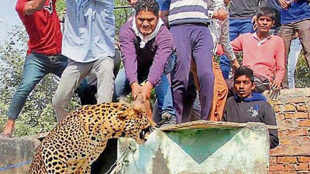 People attack a leopard that had entered a residential area in Mandawar village near Gurgaon in 2016.(HT File Photo)