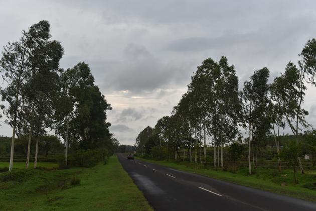 Eucalyptus trees planted on both sides of a highway connecting Dindori and Amarkantak in Madhya Pradesh(Mujeeb Faruqui/HT Photo)