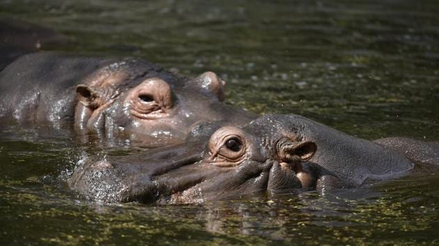 Like these hippopotamuses, neck- deep in a pool of water to keep themselves cool, most residents of the Zoo were spotted near water bodies all through the summer -- trying to beat the city’s scorching heat. (Raj K Raj / HT Photo) Like these hippopotamuses, neck- deep in a pool of water to keep themselves cool, most residents of the Zoo were spotted near water bodies all through the summer -- trying to beat the city’s scorching heat. (Raj K Raj / HT Photo)