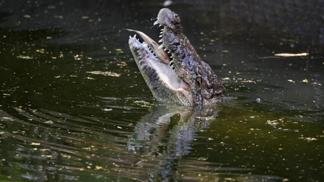 For this marsh crocodile living alternatively between land and water, breakfast is served by the pool -- a life perhaps many of the city’s residents struggling to cope with the heat would take any day. (Raj K Raj / HT Photo) For this marsh crocodile living alternatively between land and water, breakfast is served by the pool -- a life perhaps many of the city’s residents struggling to cope with the heat would take any day. (Raj K Raj / HT Photo)