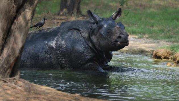 A rhinoceros rests in a pool of water on a hot and sunny day in Delhi. Monsoon proper is expected to the city Wednesday onwards. (Raj K Raj / HT Photo) A rhinoceros rests in a pool of water on a hot and sunny day in Delhi. Monsoon proper is expected to the city Wednesday onwards. (Raj K Raj / HT Photo)
