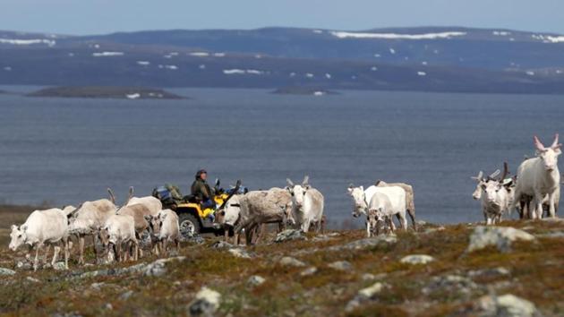 “This mine is completely nuts,” said Sara, preparing to move his herd from winter pastures on Norway’s windswept Finnmark plateau three days north to the grass-rich pastures on the coast. “We would be losing summer pastures for our reindeer again.” (Stoyan Nenov / REUTERS)