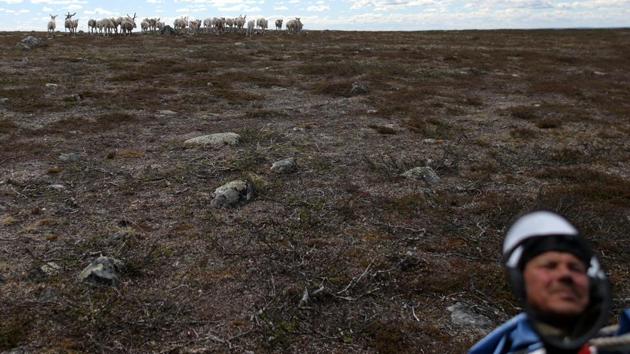 Compared to Petterson, Sara’s income is steadier. Anders Oskal, of the International Centre for Reindeer Husbandry, said it was ironic that Nussir may be allowed to dump waste when Norwegian laws oblige herders to send the animals’ stomachs and intestines for destruction hundreds of kilometres away, to reduce risks of disease. (Stoyan Nenov / REUTERS)