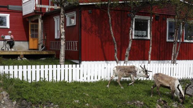 Still, some reindeer find ways around their problems. In Norway’s Hammerfest, a 19-km long wooden fence, built a decade ago with money from Equinor, has a gaping hole.“The reindeer are annoying... They eat all the flowers I plant,” said Karin Karlsen, 78, knitting on her patio while reindeer nibbled at the grass behind her red wooden house. (Stoyan Nenov / REUTERS)