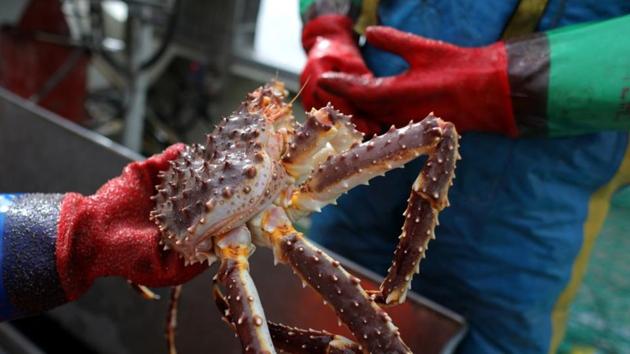 Last year Patterson earned 1.6 million crowns ($199,000) for four weeks’ work -- about half from cod and the rest from crabs. Indigenous herders and fishermen said the plan to dump the mine’s tailings in the fjord would destroy spawning grounds for cod and the mine would damage summer pasture grounds and frighten the reindeer. (Stoyan Nenov / REUTERS)