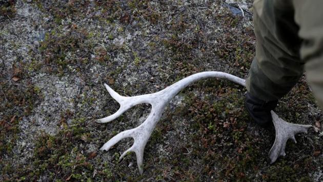 It is not only herders and companies that are facing off. Conflicts of interest between those continuing millennia-old traditions and other residents and visitors are increasing. Across the Arctic from Norway, in Canada, Lloyd Binder said his 4,000-strong reindeer herd at Inuvik, the country’s biggest, had suffered poaching since a new highway opened to cars in November. (Stoyan Nenov / REUTERS)