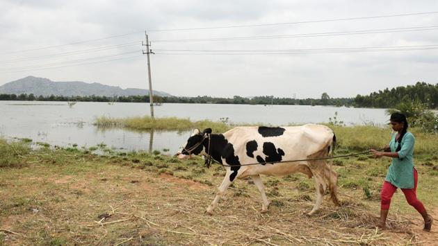 Krishnegowda, 34, a farmer who owns 10 heads of cattle and 20 goats, said rumours had surfaced that two goats had died after drinking water from the Lakshmisagara Lake and his neighbour, Nanjundappa, 75, said he had heard that the unclean lake water had triggered the sale of 1,000 goats in the village. However, Lakshmisagara residents gave a different reason for the sale. (Arijit Sen / HT Photo) Krishnegowda, 34, a farmer who owns 10 heads of cattle and 20 goats, said rumours had surfaced that two goats had died after drinking water from the Lakshmisagara Lake and his neighbour, Nanjundappa, 75, said he had heard that the unclean lake water had triggered the sale of 1,000 goats in the village. However, Lakshmisagara residents gave a different reason for the sale. (Arijit Sen / HT Photo)